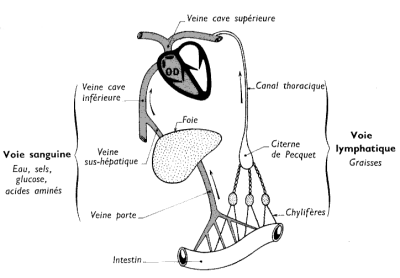 Les deux voies de l'absorption intestinale : voie sanguine et voie lymphatique.